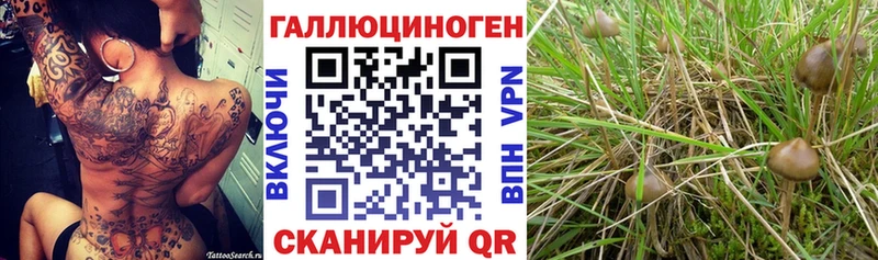 Псилоцибиновые грибы MAGIC MUSHROOMS ОМГ ОМГ как войти Минусинск